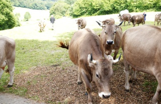 Unsere Kühe liefern hochwertige Milch, Milchprodukte, feinste Fleisch- und Wurstwaren - und wertvollen Dünger Unsere Kühe liefern hochwertige Milch, Milchprodukte, feinste Fleisch- und Wurstwaren