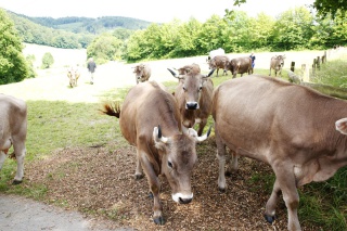 Unsere Rinder liefern hochwertige Milch, Milchprodukte, feinste Fleisch- und Wurstwaren Unsere Rinder liefern hochwertige Milch, Milchprodukte, feinste Fleisch- und Wurstwaren