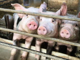 Glückliche Schweine mit Auslauf Glückliche Schweine mit Auslauf