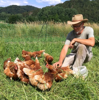 Unsere Hühner und Hähne leben im Freiland Unsere Hühner und Hähne leben im Freiland